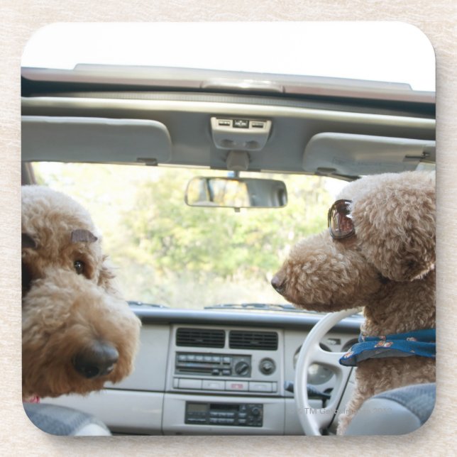 Posavasos caniche estándar (Frente)