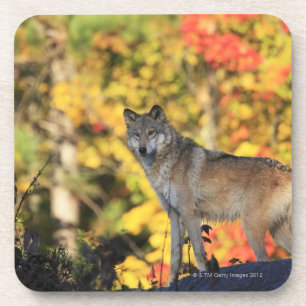 Posavasos Canis lupus.order del lobo gris: carnivorafamily