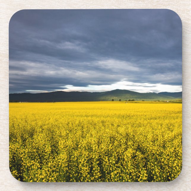 Posavasos Canola a la luz de la mañana en la Cabeza (Frente)