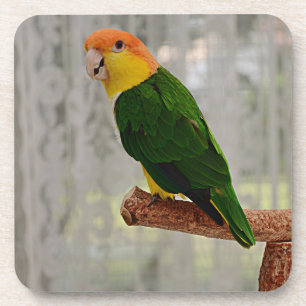 Posavasos Canto White Bellie Parrot
