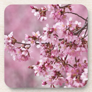 Posavasos Capas pastel de rosa de flor de cerezo Sakura