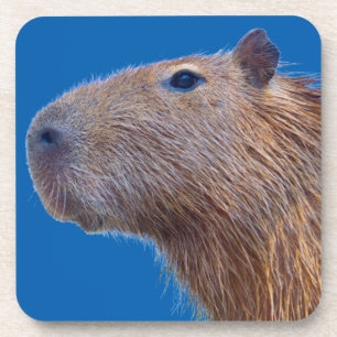 Posavasos Capibara