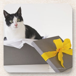 Posavasos Captura de estudio de gato blanco y negro en caja 