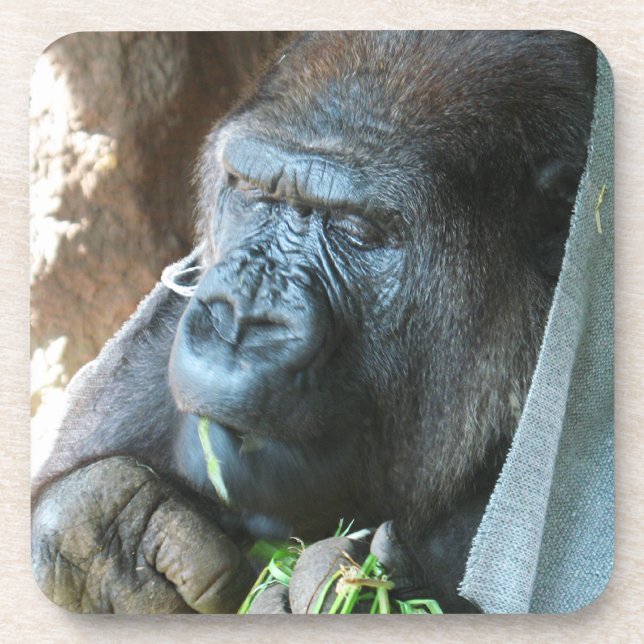 Posavasos Capucha de simio ~ Comer gorila japonés (Frente)