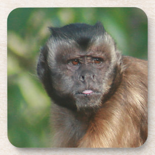 Posavasos Capuchin Monkey Cul pero Cranky