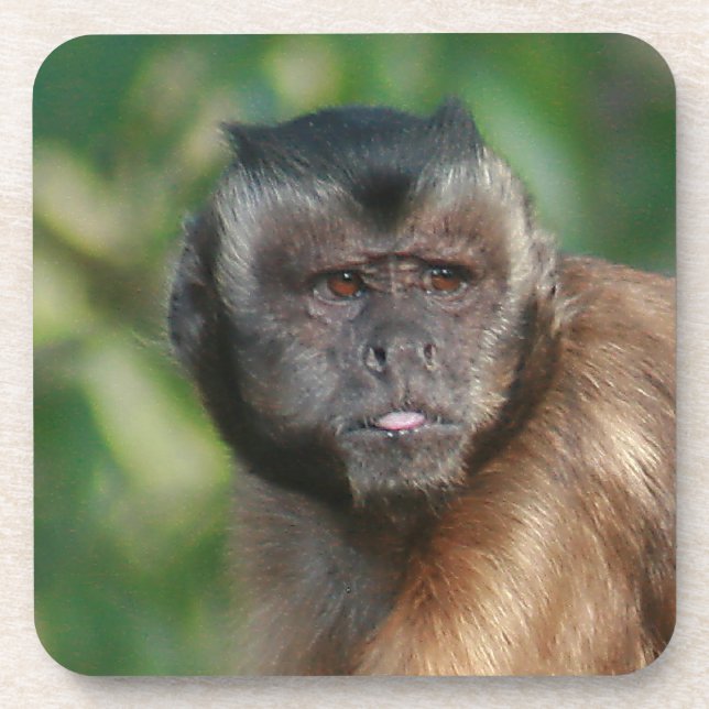 Posavasos Capuchin Monkey Cul pero Cranky (Frente)