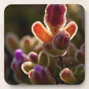Posavasos Capullo de Flor Suculenta Colorido con Retroilumin