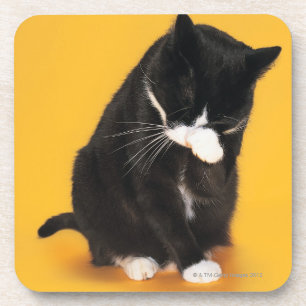 Posavasos Cara blanco y negro de la limpieza del gato con la