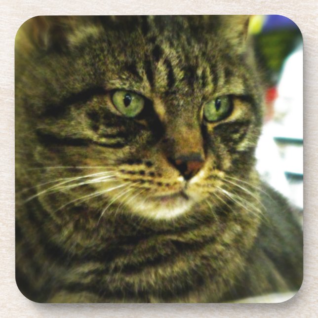 Posavasos Cara de Tabby con ojos verdes (Frente)