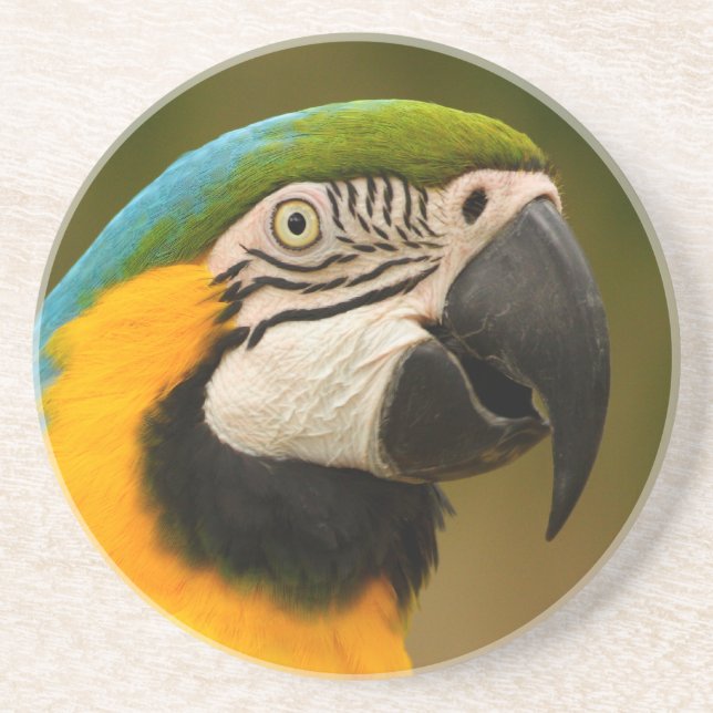 Posavasos cara del macaw (Frente)