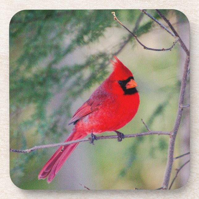 Posavasos Cardenal de Crimson (Frente)