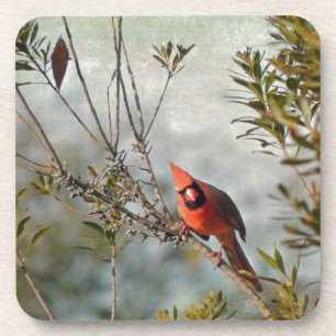 Posavasos Cardenal del Norte en Wax Myrtle