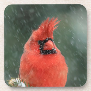 Posavasos Cardenal en un pino durante una tormenta de nieve