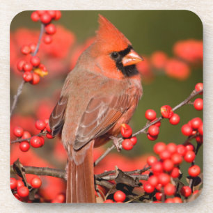 Posavasos Cardenal Norteño en Winterberry Común