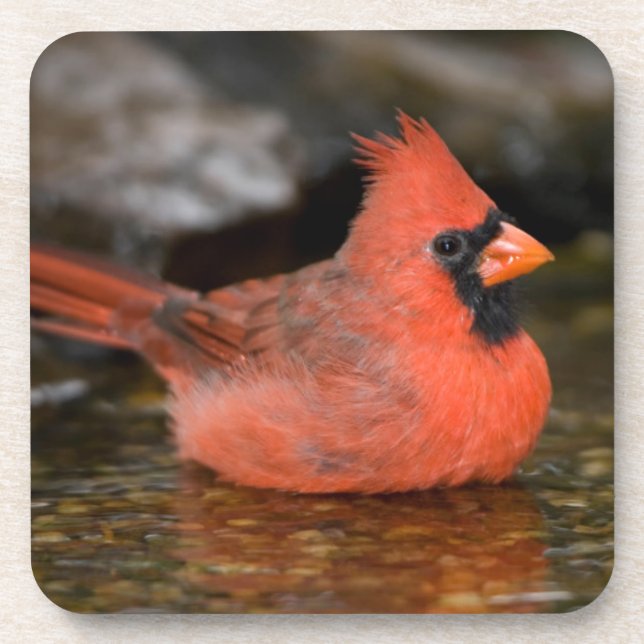 Posavasos Cardenal norteño macho bañándose (Frente)