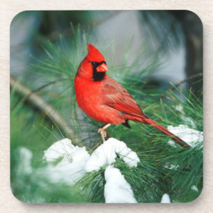 Posavasos Cardenal norteño macho en árbol, IL