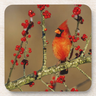 Posavasos Cardenal norteño macho posado, IL