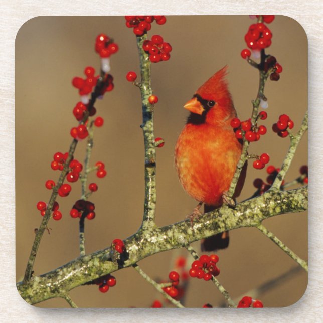 Posavasos Cardenal norteño macho posado, IL (Frente)