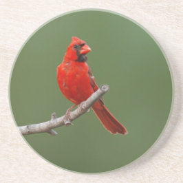 Posavasos Cardenal septentrional