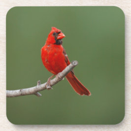 Posavasos Cardenal septentrional