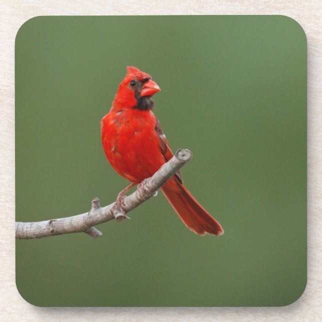 Posavasos Cardenal septentrional (Frente)