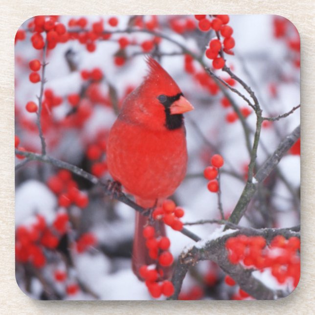 Posavasos Cardenal septentrional masculino, invierno, IL (Frente)