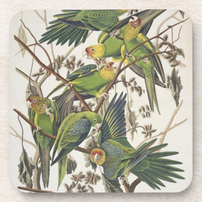 Posavasos Carolina Parakeet, de 'Birds of America', 1829 (Frente)