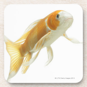 Posavasos Carpa (Cyprinus Carpio)