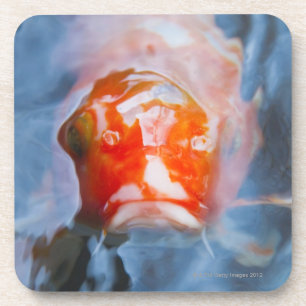 Posavasos Carpa de Koi (Cyprinus Carpio), Japón