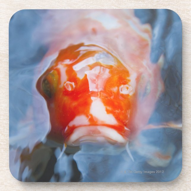 Posavasos Carpa de Koi (Cyprinus Carpio), Japón (Frente)