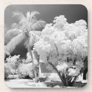 Posavasos casa de Florida Keys y sus palmeras, EE. UU. 2