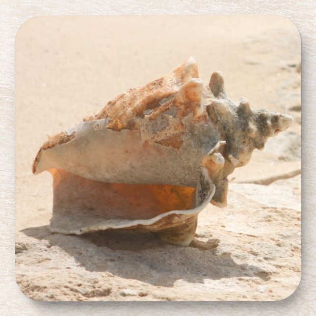 Posavasos Cáscaras del mar en la playa (Frente)