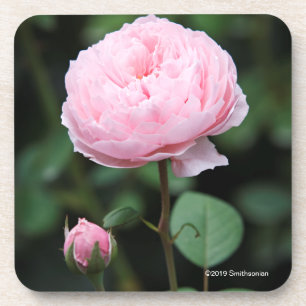 Posavasos Castillo de Alnwick subió