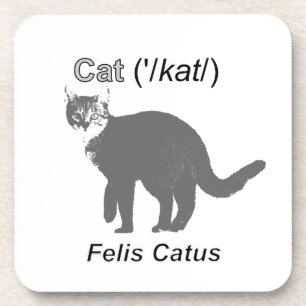 Posavasos Cat Felis Catus