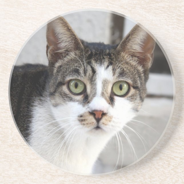 Posavasos Catastro de arena de gato (Frente)