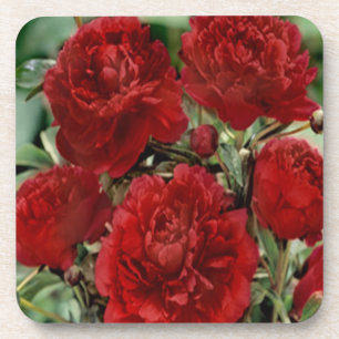 Posavasos Catastro de Flores Rojas