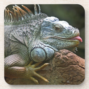 Posavasos Catastro de Iguana