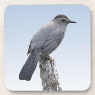 Posavasos Catbird