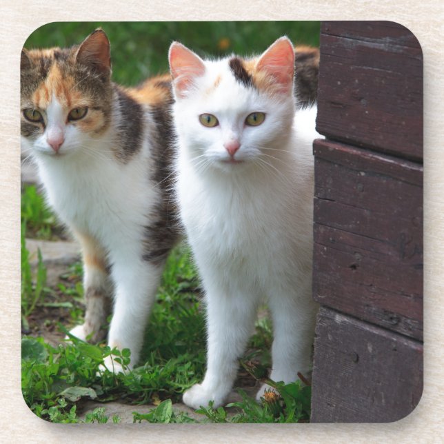 Posavasos Cats out playing (Frente)