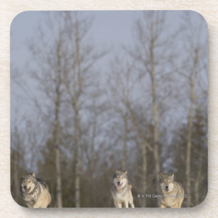 Posavasos Cautivo, Duluth, Minnesota, los E.E.U.U. 2