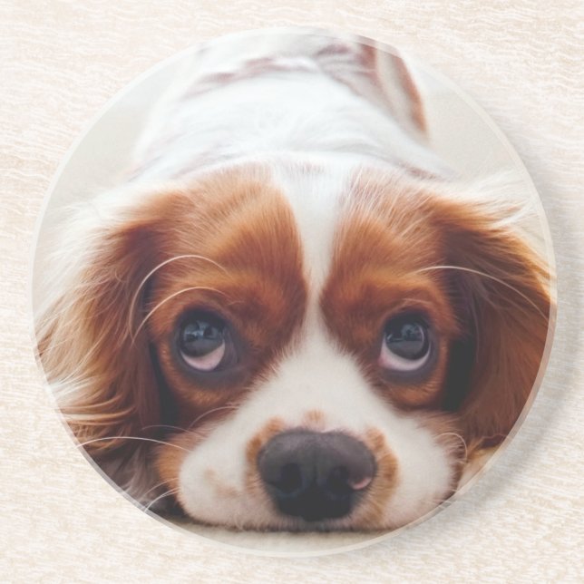 Posavasos Cavalier King Charles Spaniel (Frente)