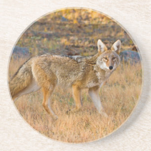 Posavasos Caza de Coyote (Canis Latrans)