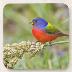 Posavasos Cazamoscas pintado (Passerian ciris) macho aliment