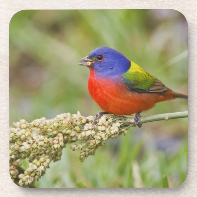 Posavasos Cazamoscas pintado (Passerian ciris) macho aliment (Frente)