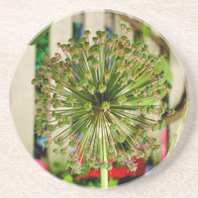 Posavasos Cebolla Ornamental (Frente)