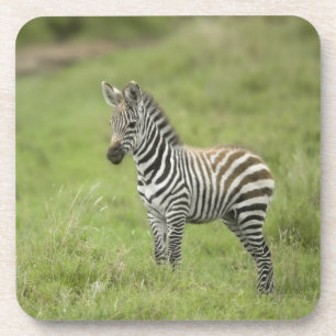 Posavasos Cebra joven en el llano de Serengeti