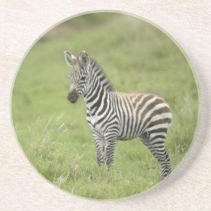 Posavasos Cebra joven en el llano de Serengeti