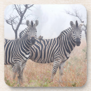 Posavasos Cebras en el polvo de la madrugada, nacional de