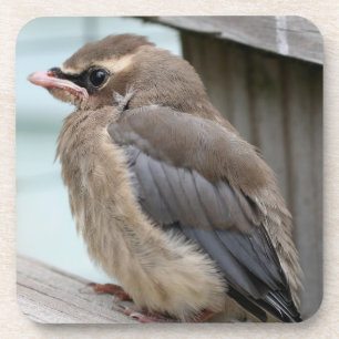 Posavasos Cedar Bebé Waxing Bird Nature Coaster Set