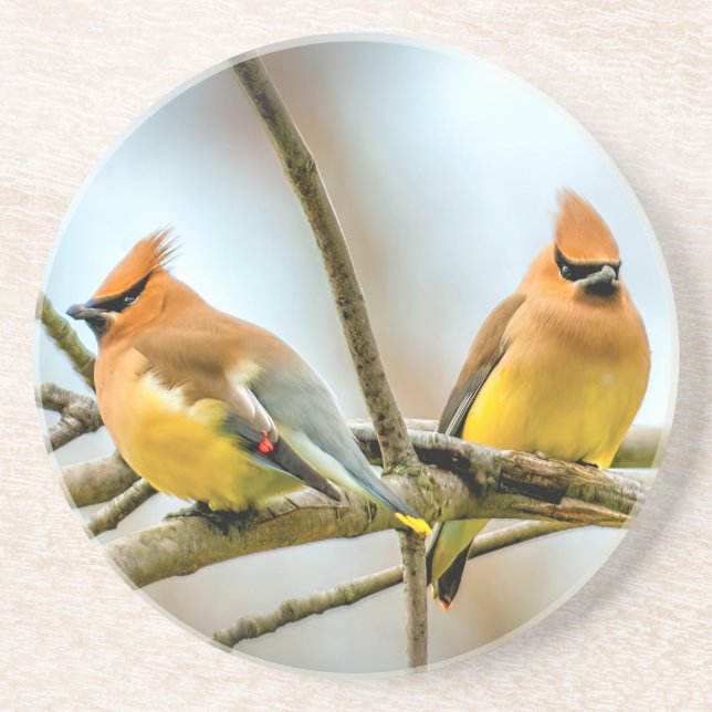 Posavasos Cedar Waxwing - Fotografía original (Frente)
